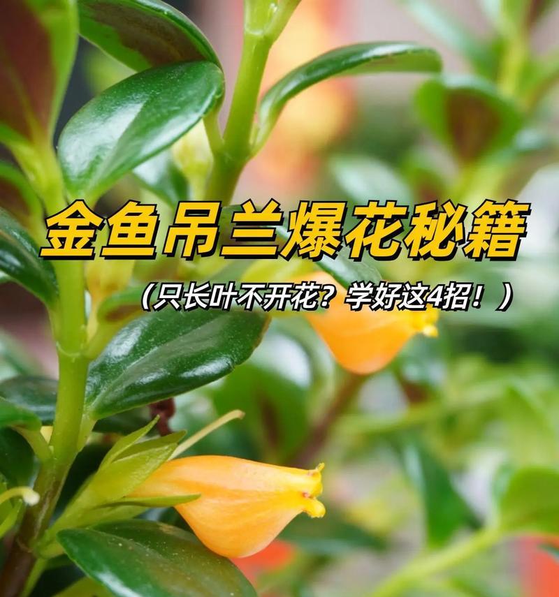 吊兰怎么养？培养吊兰的正确方法是什么？