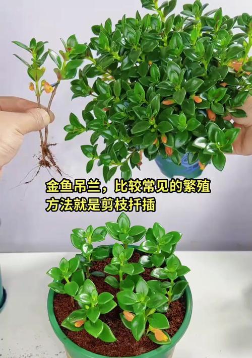 吊兰的形态特征是什么？吊兰的繁殖和养护方法有哪些？