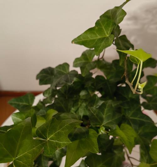 长春滕的日常养护技巧有哪些？