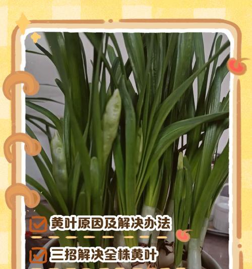 水仙花施肥的正确方法是什么？