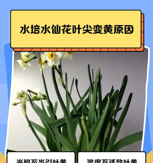 水仙花施肥的正确方法是什么？