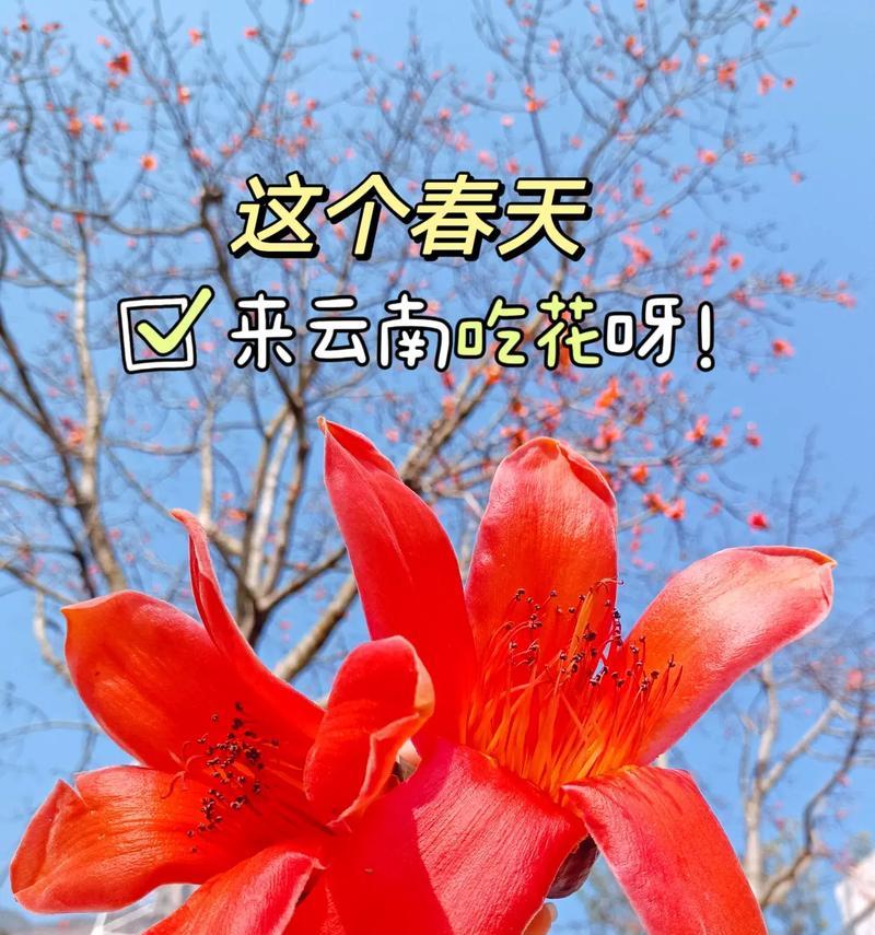 云南市的市花具体是什么？