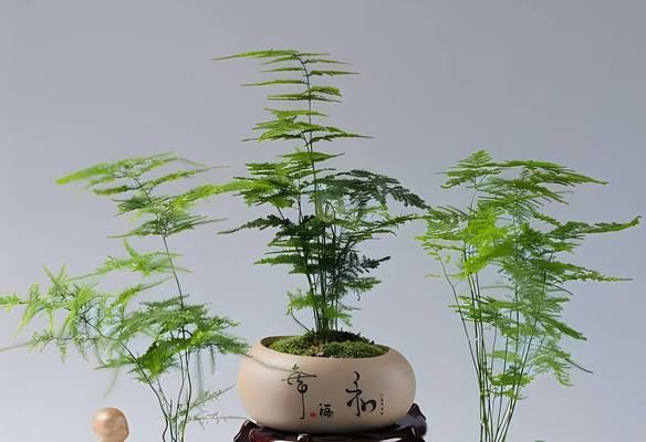 文竹养殖需要注意哪些问题？