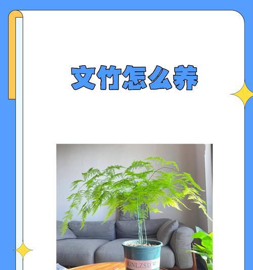 文竹养殖需要注意哪些问题？