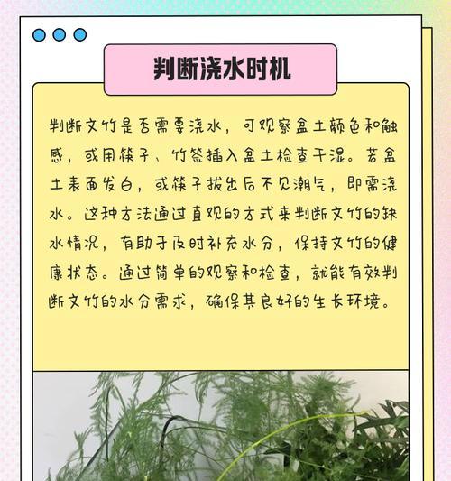 文竹养殖需要注意哪些问题？