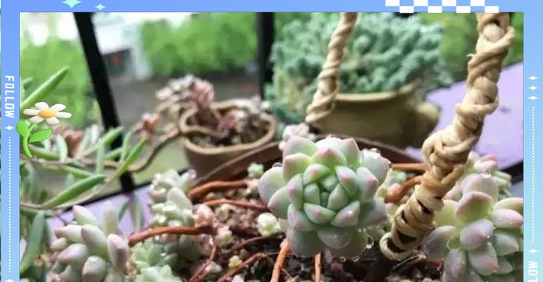 子持白莲繁殖的有效方法是什么？