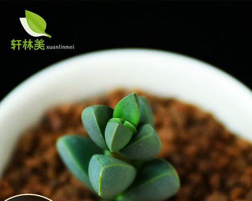 子持白莲繁殖的有效方法是什么？