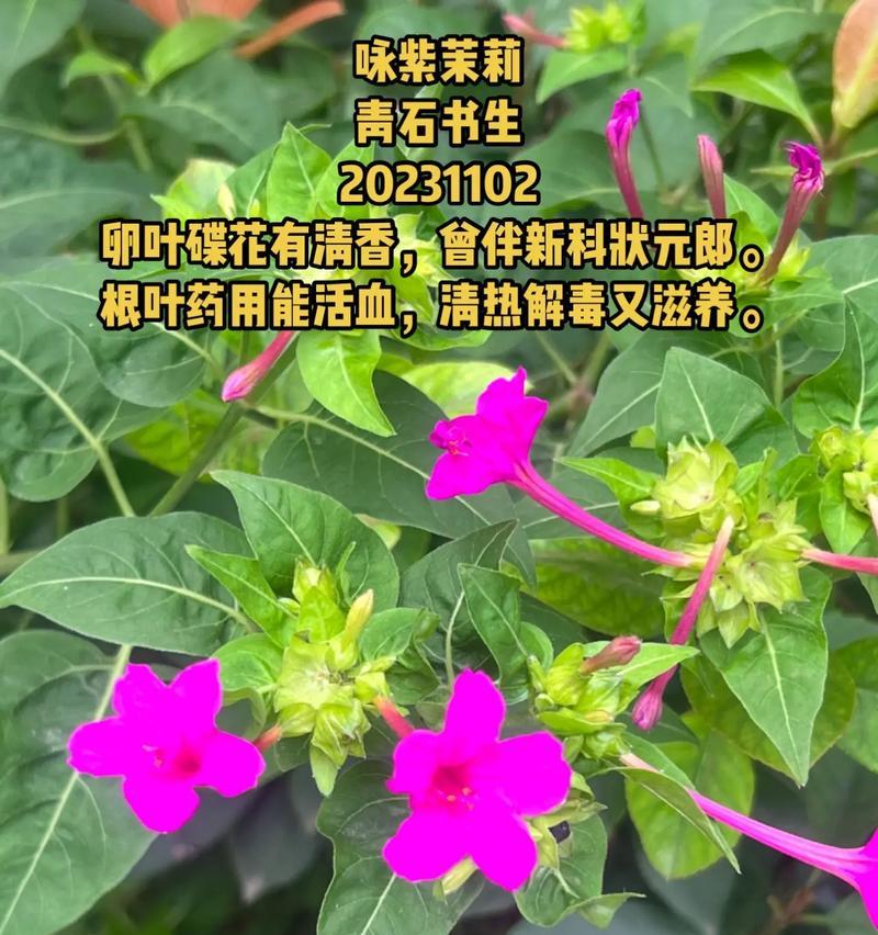 紫茉莉根怎么食用？紫茉莉根的食用方法和注意事项是什么？