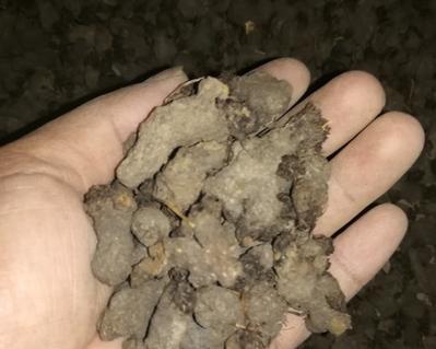 紫茉莉根怎么食用？紫茉莉根的食用方法和注意事项是什么？