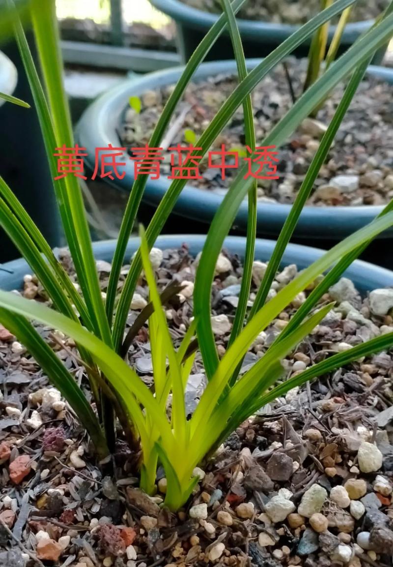兰花品种繁多如何识别？兰花兰品种识别技巧是什么？