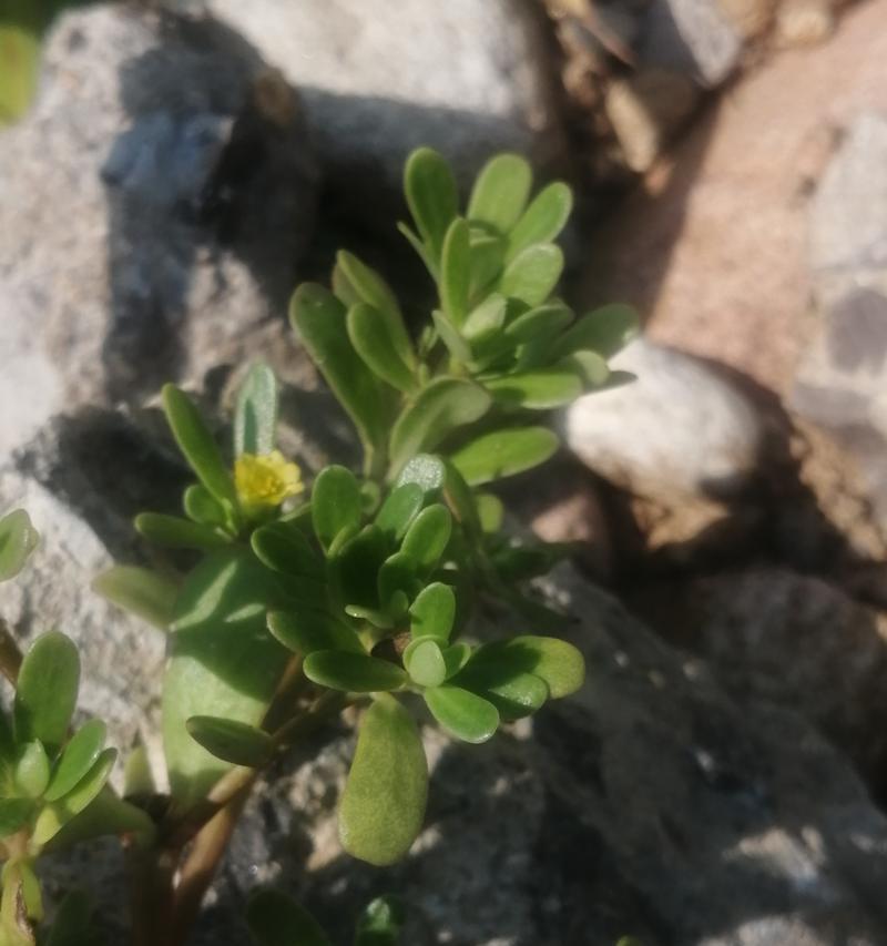 马齿苋科植物有哪些？它们的特点是什么？