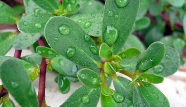 马齿苋科植物有哪些？它们的特点是什么？