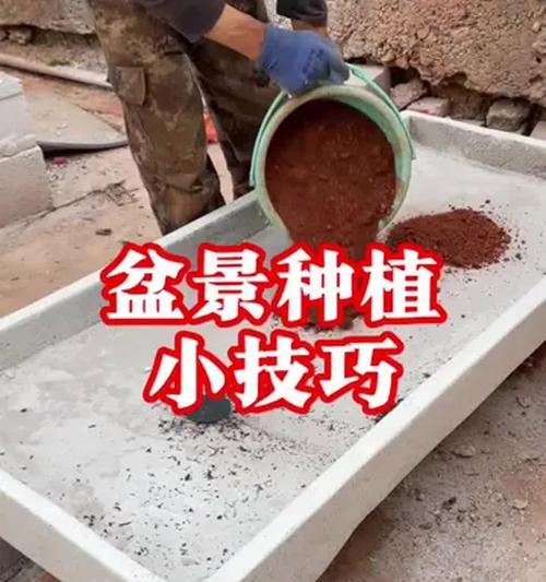 盆栽出现虫害怎么处理？如何预防虫害？