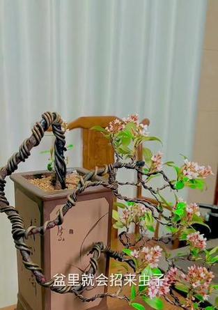 盆栽出现虫害怎么处理？如何预防虫害？