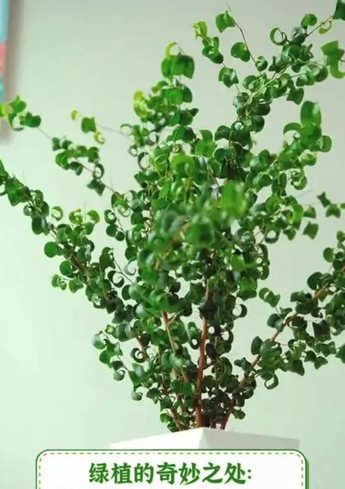 有哪些植物是神奇的？这些植物的神奇之处在哪里？