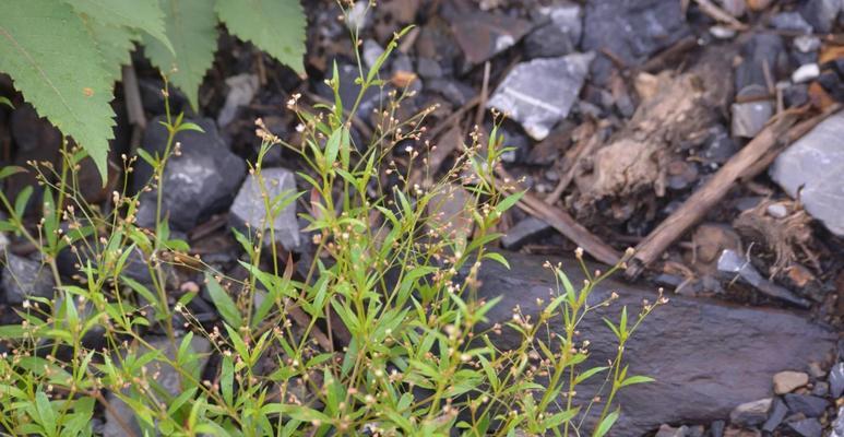 有哪些植物是神奇的？这些植物的神奇之处在哪里？