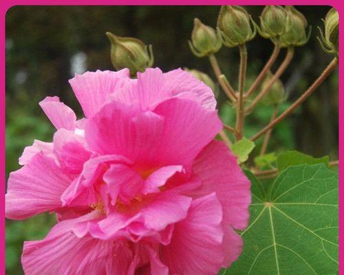 芙蓉花有哪些品种？芙蓉花品种的特点是什么？