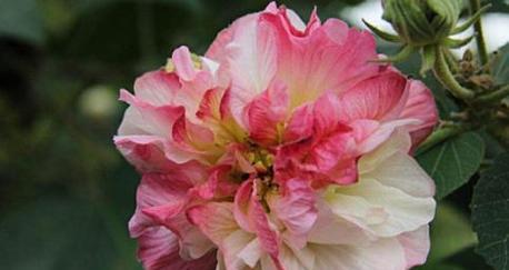 芙蓉花有哪些品种？芙蓉花品种的特点是什么？
