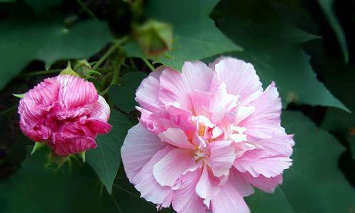 芙蓉花有哪些品种？芙蓉花品种的特点是什么？
