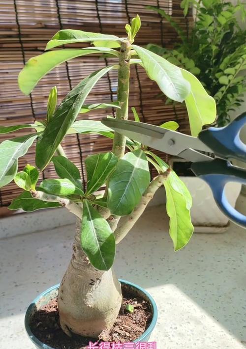 沙漠玫瑰根造型的方法是什么？如何给沙漠玫瑰根进行造型？