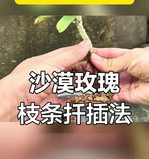 沙漠玫瑰根造型的方法是什么？如何给沙漠玫瑰根进行造型？