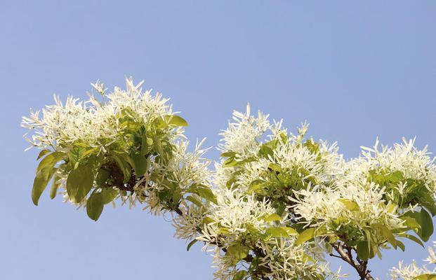 流苏花的特征是什么？