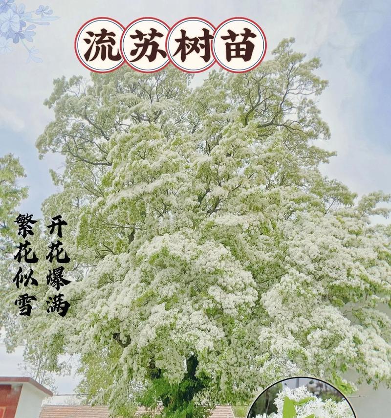 流苏花的特征是什么？