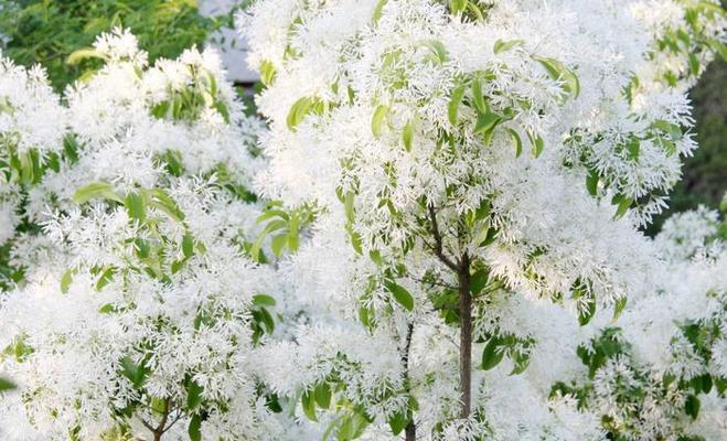 流苏花的特征是什么？