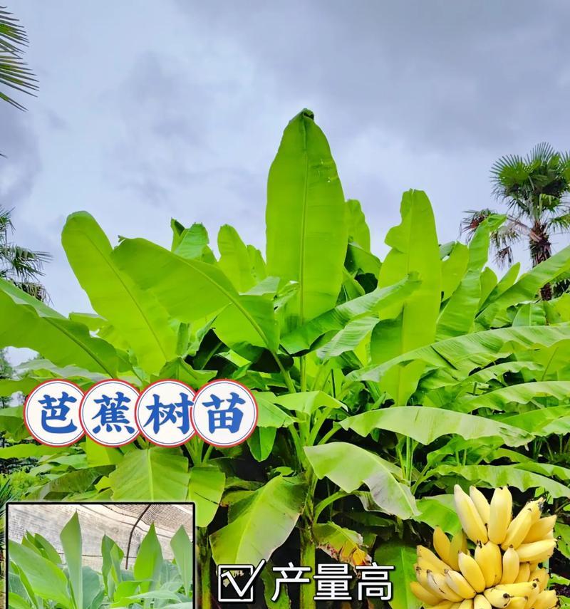 芭蕉科植物有哪些种类？芭蕉科植物的养护要点是什么？