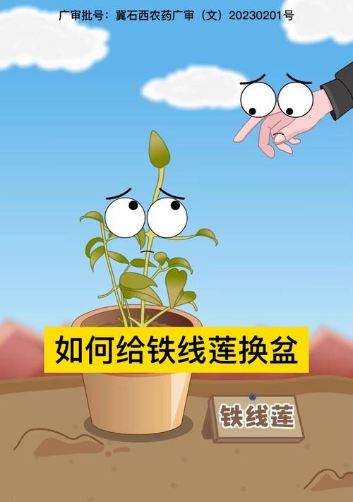 铁线莲换盆的最佳时机是什么时候？换盆步骤有哪些？