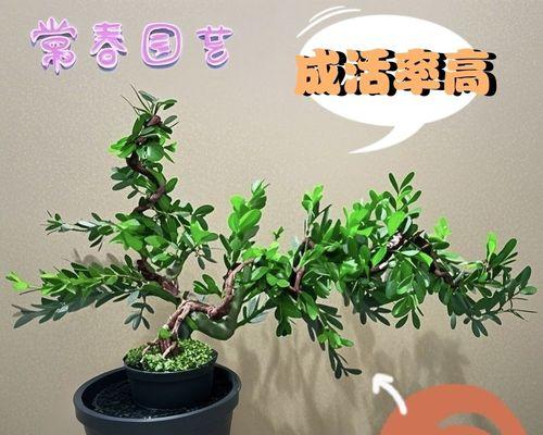 黄杨树盆景的养护技巧有哪些？