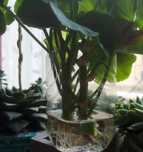 水梅水插的正确步骤和技巧？