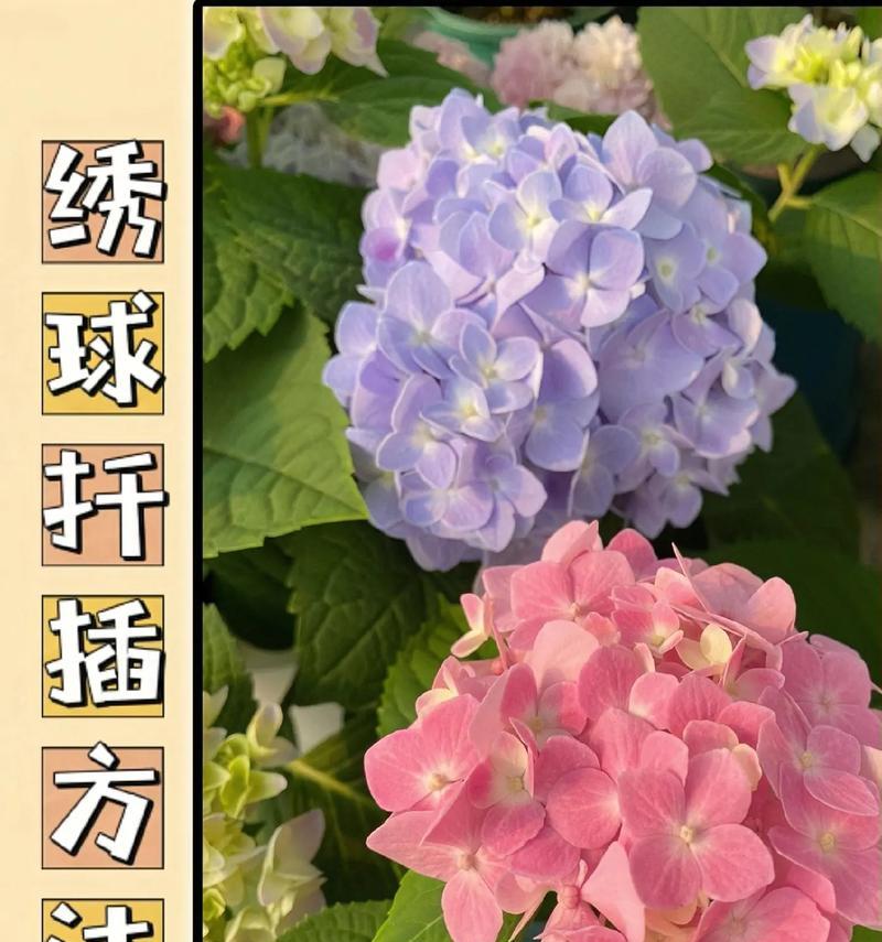绣球花新品种有哪些？如何选购？