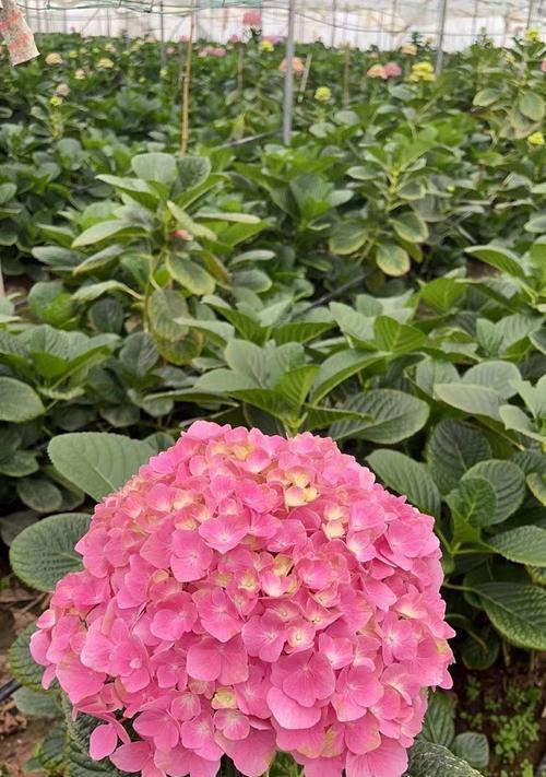 绣球花新品种有哪些？如何选购？