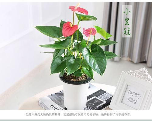 粉掌施肥指南：什么肥料最适合？