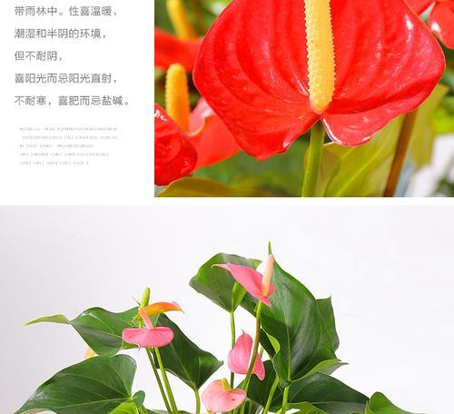 粉掌施肥指南：什么肥料最适合？