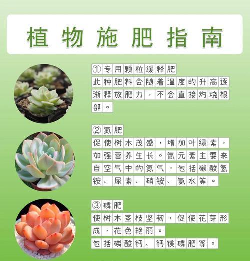 粉掌施肥指南：什么肥料最适合？