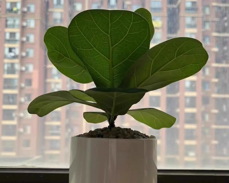 哪些花卉常作为盆栽？