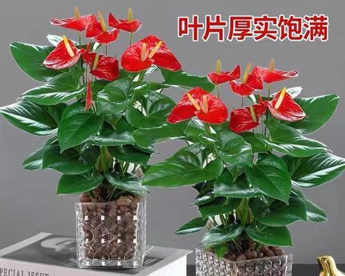 哪些花卉常作为盆栽？
