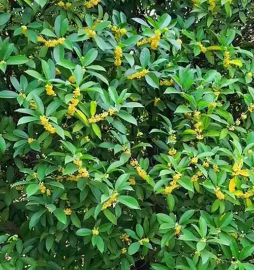 桂花树不开花的原因是什么？如何解决？