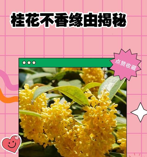 桂花树不开花的原因是什么？如何解决？