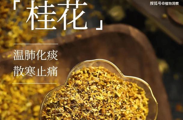 桂花树不开花的原因是什么？如何解决？