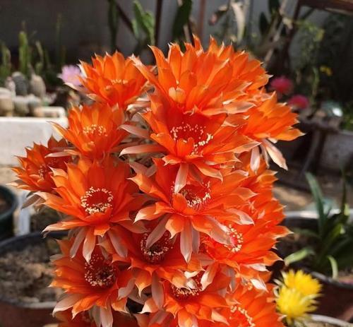 哪些仙人球品种最容易开花？