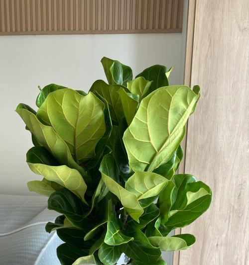 琴叶是什么植物？琴叶的特征是什么？