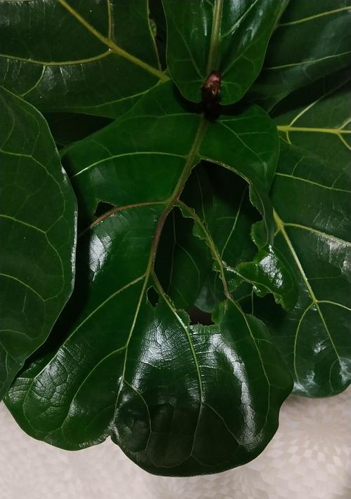 琴叶是什么植物？琴叶的特征是什么？