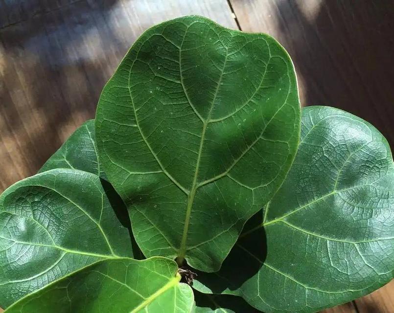 琴叶是什么植物？琴叶的特征是什么？