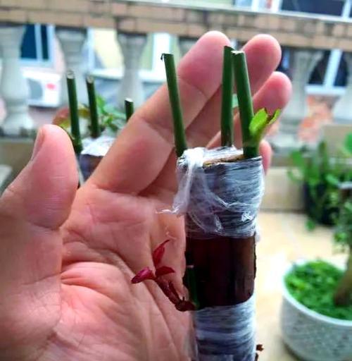 月季嫁接的最佳选择是什么？