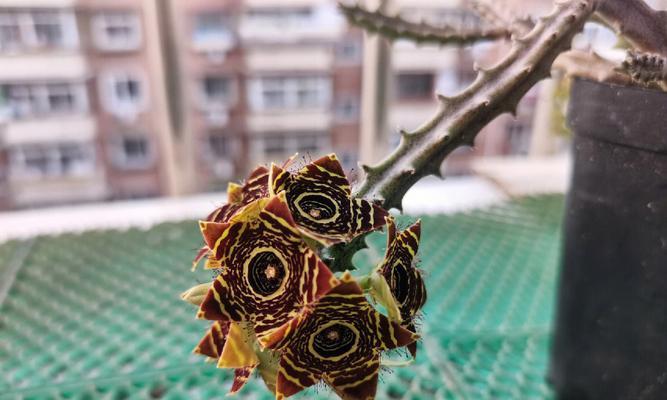大豹皮花的正确养殖方法是什么？