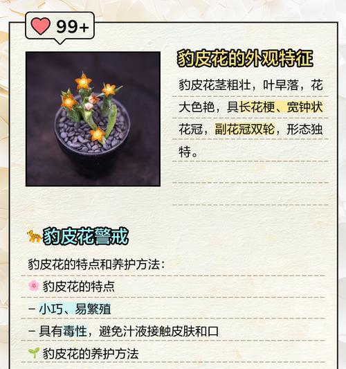 大豹皮花的正确养殖方法是什么？