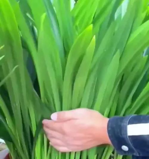 兰花老叶发黄怎么办？如何处理？